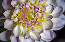 Macro Dahlia sur Vrije Vlinder Fotografie