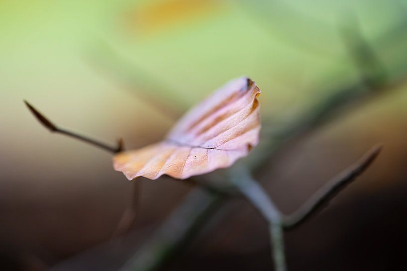 Feuille d'automne par Ronnie Schuringa