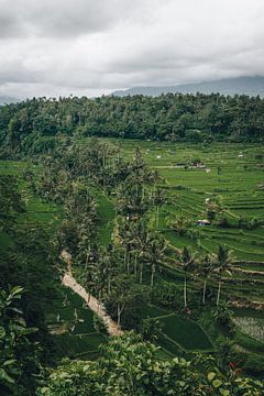 Authentische tropische Ausblicke in Bali, Indonesien von Troy Wegman