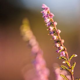 Macro shot heide van Kelly De Preter