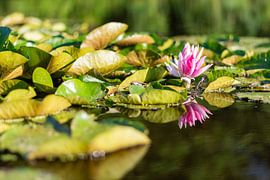 Lily on the water by Dylan Bakker