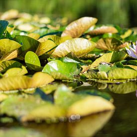 Lily sur l'eau sur Dylan Bakker