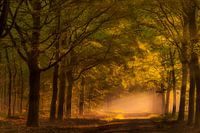Zonsopkomst in het bos. 
