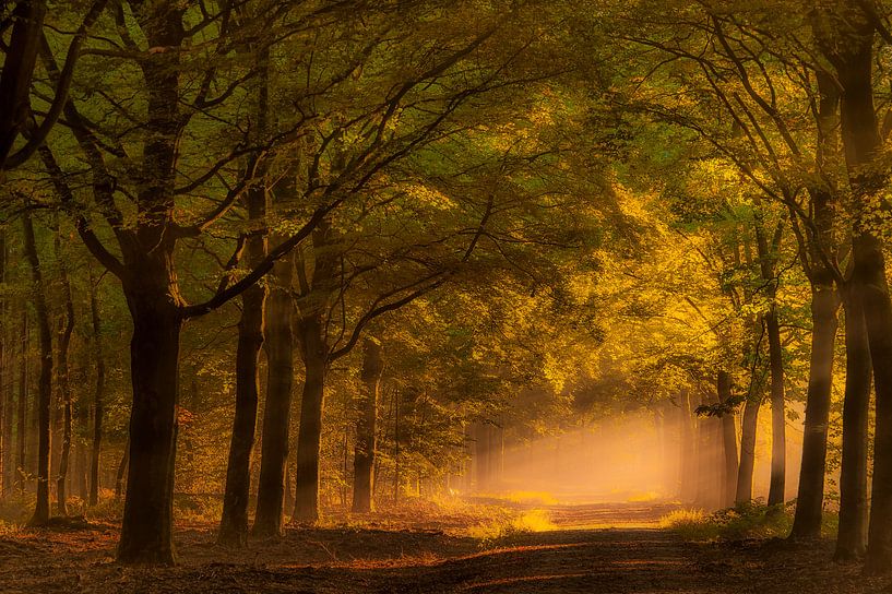 Zonsopkomst in het bos.  van Piet Haaksma