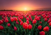 Red tulips at sunrise
