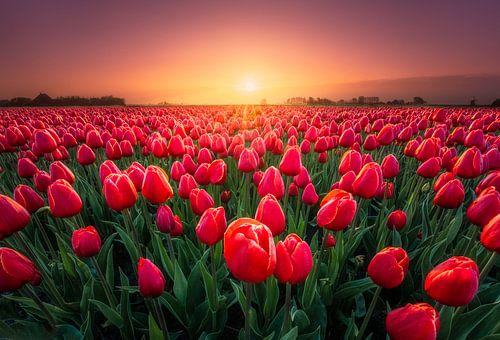 Rode tulpen bij zonsopkomst