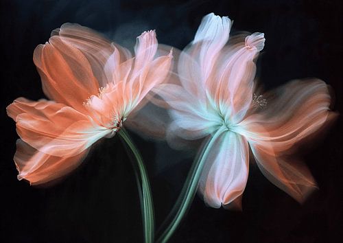 Flowers dancing in the night