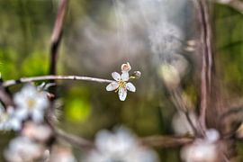 Springtime by Foto Oger