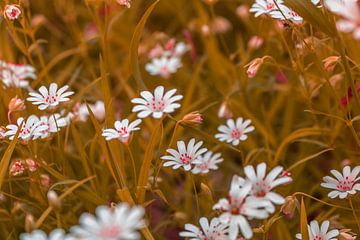 Sternmiere - Stellaria holostea von Mixed media vector arts