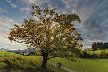 Ahornbaum, Acer pseudoplataus, Allgäu von Walter G. Allgöwer