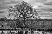 Baum im Winter