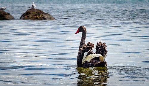 Zwarte zwaan spreidt vleugels, Nieuw Zeeland
