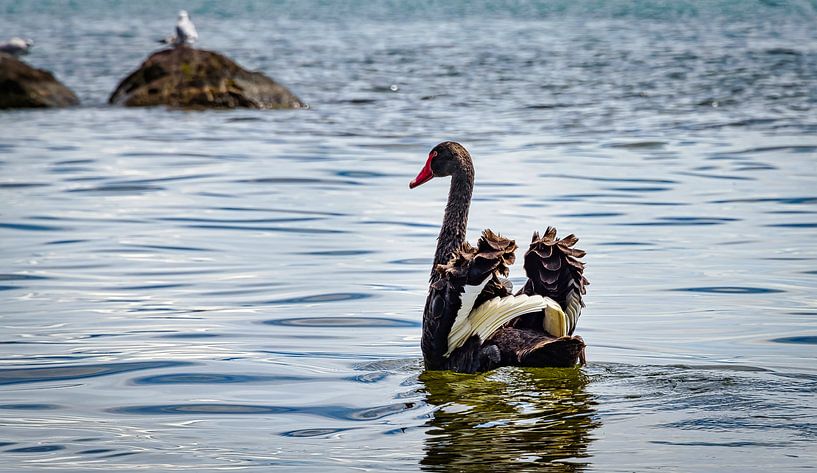 Black swan spreads wings, New Zealand by Rietje Bulthuis