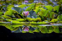 Seerose; Wasserlilie; Nymphaea; ven, pars, reflection