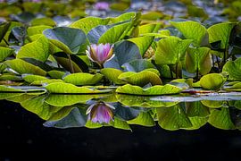 Seerose; Wasserlilie; Nymphaea; ven, pars, reflection von Karin Broekhuijsen