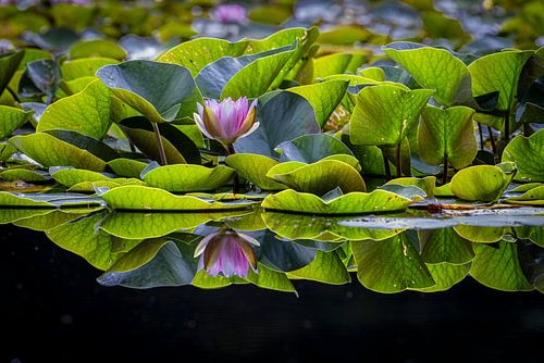Waterlelie; water lily; Nymphaea; ven, pars, reflectie, flora