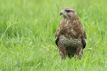 Buizerd (Buteo buteo) van Ronald Pol