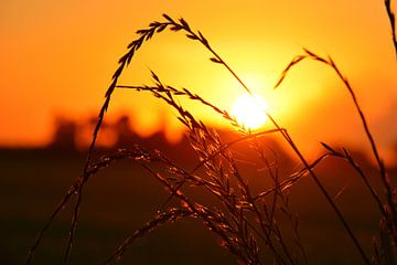 le lever du soleil et les épis de maïs sur My Footprints