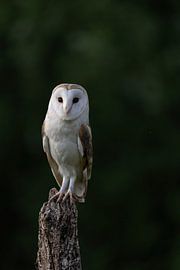 Barn owl at dusk by Marieke Deinum