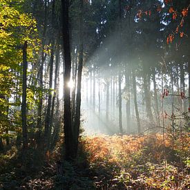 Sprookjes Bos sur Daphne Photography