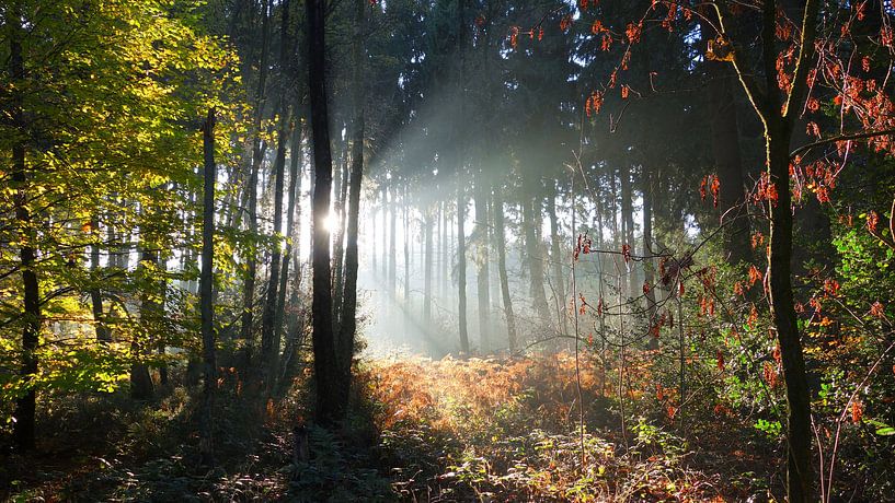 Fairy Tale Forest by Daphne Photography