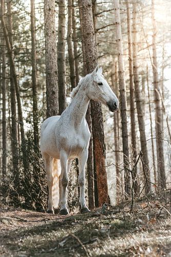Portrait of white horse on mountain in sunlight