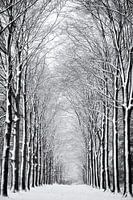 Snowy Trees