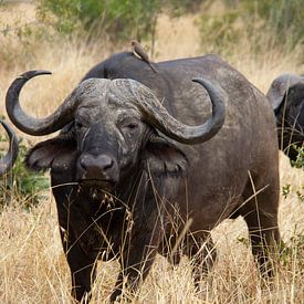 Buffel in het Krugerpark / Manyeleti in Zuid-Afrika van Morena 68