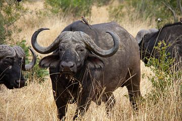 Buffel in het Krugerpark / Manyeleti in Zuid-Afrika van Morena 68
