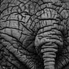 La fin de l'éléphant sur Ton van Buuren