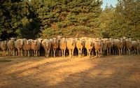 Flock of sheep in the first morning light