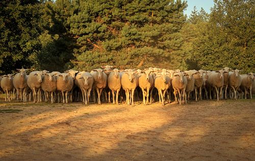 Flock of sheep in the first morning light
