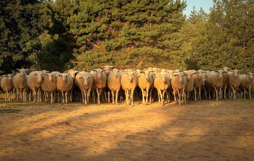 Flock of sheep in the first morning light by Eefje John