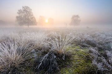 Winter Morning by Joep de Groot