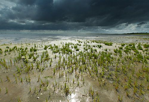 Waddenlicht 1.0 van Saskia Jans