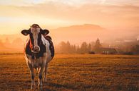Koe bij zonsopkomst in het Sauerland van Deborah de Koning thumbnail