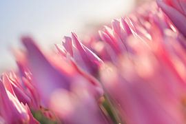 Tulpen aus dem Norden, Garsthuizen von Ronnie Schuringa