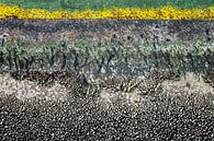 mosselen en zeewier op een gele boei van Hanneke Luit thumbnail