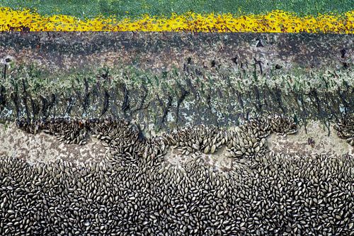 mosselen en zeewier op een gele boei