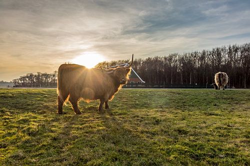 Hooglander met rovershut texel
