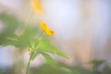 Yellow Wood Anemone by Carola Schellekens