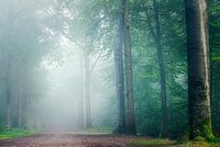 Forêt bleue