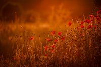 Coquelicots dans la lumière chaude et dorée du soleil de l'heure