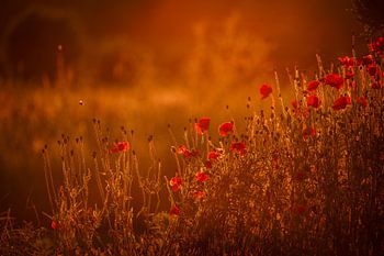 Mohnblumen in warmer goldener Sonnenlicht