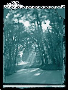 forêt magique en lumière d'ambiance