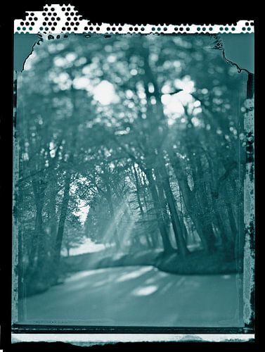 magical forest in mood light