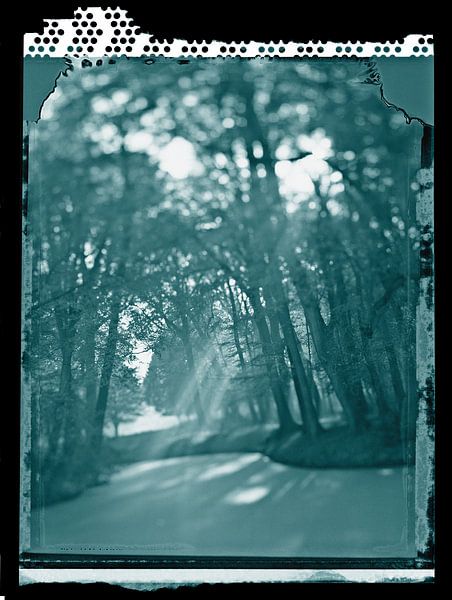 magical forest in mood light by Karel Ham