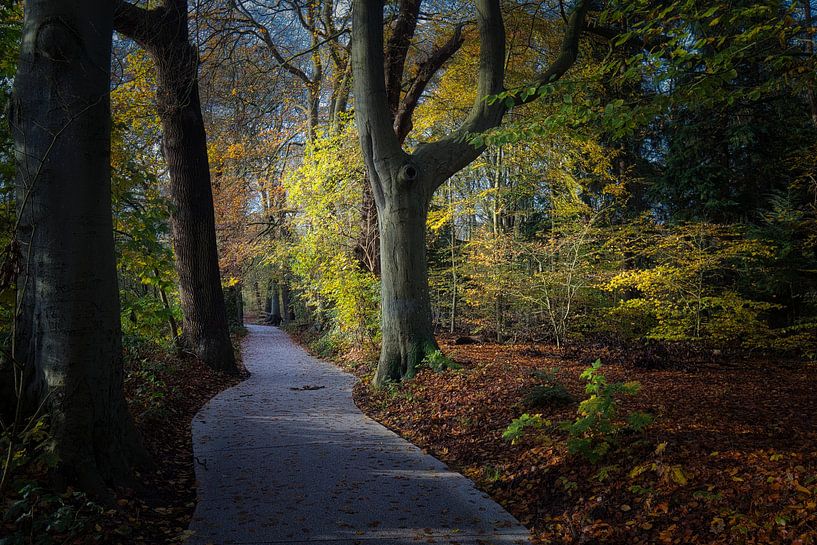 Radweg im Herbst von peterheinspictures