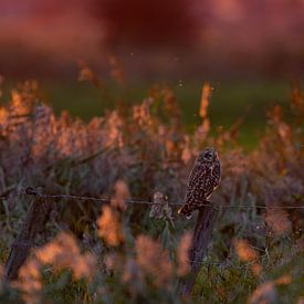 Feldlerche in der warmen Abendsonne von HB Photography