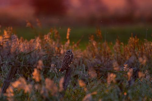 Velduil in de warme avondzon